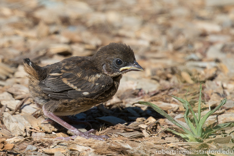 Spotted towhee